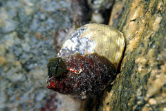 Austrocochlea constricta