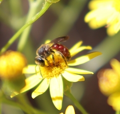 Parasphecodes