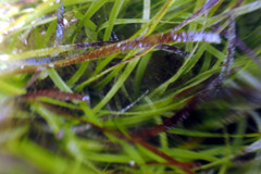 Posidonia australis