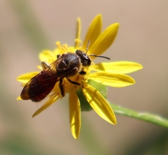 Parasphecodes