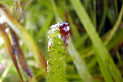 Posidonia australis