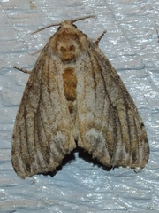 Dasychira atrivenosa