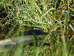 Crocodylus acutus