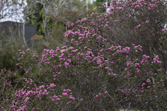 Melaleuca orbicularis