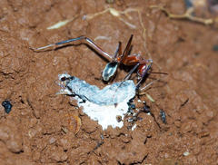 Leptomyrmex tibialis