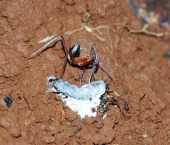 Leptomyrmex tibialis