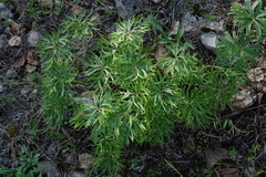 Pulsatilla