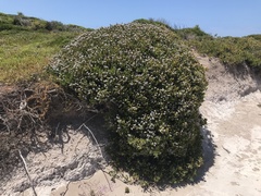 Scaevola crassifolia