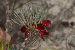 Melaleuca torulosa