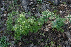 Pulsatilla
