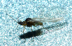Hyadaphis