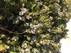 Scaevola crassifolia