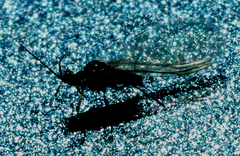 Hyadaphis