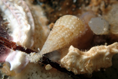 Cacozeliana granarium