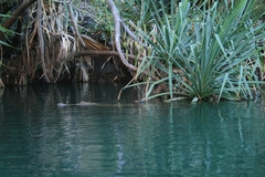 Crocodylus johnstoni