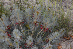 Melaleuca torulosa