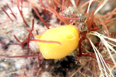 Doriopsilla carneola