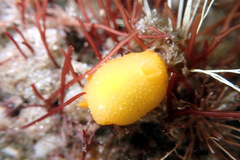 Doriopsilla carneola