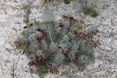 Melaleuca torulosa