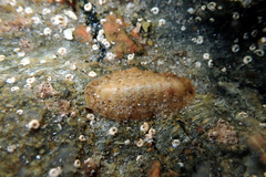 Ischnochiton cariosus