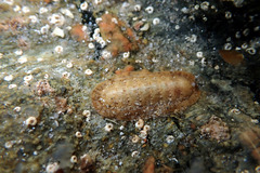 Ischnochiton cariosus