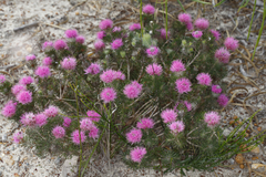 Melaleuca trichophylla