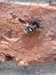 Latonigena auricomis
