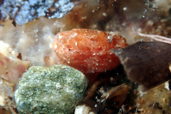 Pyura fissa