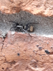 Latonigena auricomis