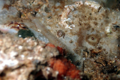 Notogibbula preissiana