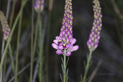 Comesperma virgatum