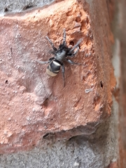 Latonigena auricomis