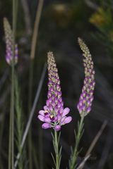 Comesperma virgatum
