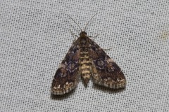 Elophila responsalis