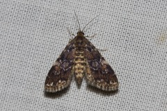 Elophila responsalis