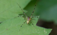 Phylloneta pictipes