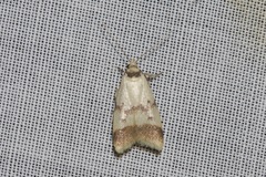 Heteroteucha anthodora