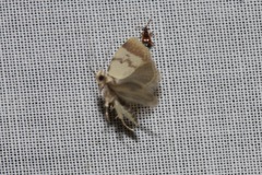 Heteroteucha anthodora