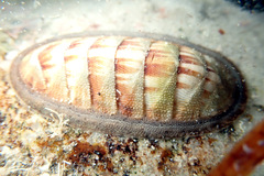 Ischnochiton contractus