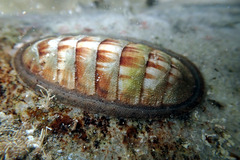 Ischnochiton contractus