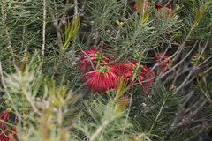 Melaleuca quadrifida