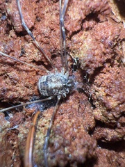 Leptobunus parvulus