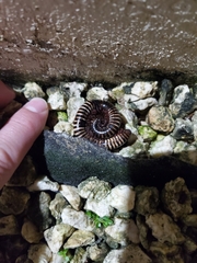 Anadenobolus monilicornis