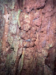 Leptobunus parvulus