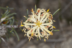 Petrophile brevifolia