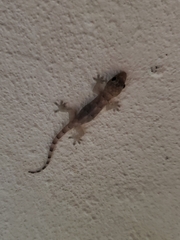 Hemidactylus mabouia