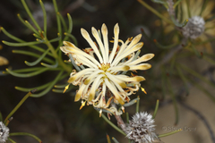 Petrophile brevifolia