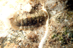 Rhyssoplax tricostalis