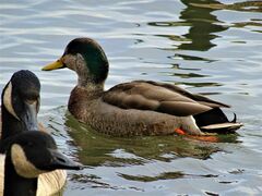 Anas rubripes × platyrhynchos