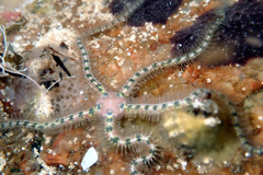 Ophiothrix spongicola